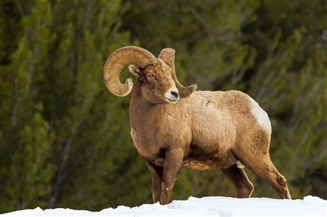 Bighorn Ram Standing In Snow Fine Art Photo Print For Sale | Photos by ...