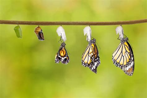 Isolated transformation of Lime Butterfly — Stock Photo © mathisa ...