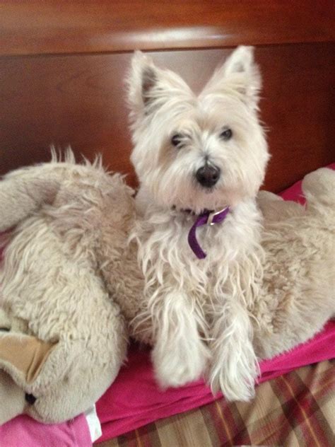 Said goodbye to our Westie girl a month ago today and it’s still hurts ...