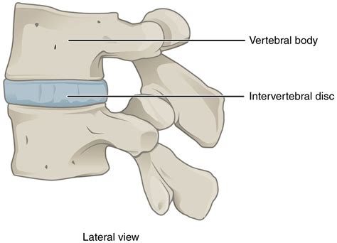 Classification Of Joints - Fibrous Joints - Cartilaginous Joints - Synovial joints - TeachMeAnatomy