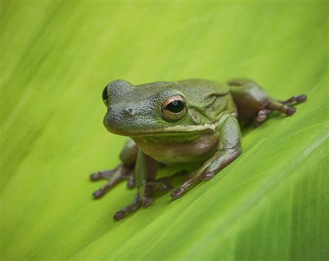 Florida Tree Frog Photograph