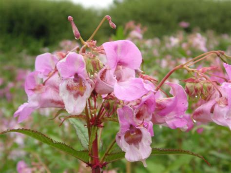 Plants That Look Like Japanese Knotweed: Plants Mistaken For Knotweed ...