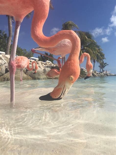 Pink Flamingos in Aruba. | Beautiful places in the world, Pink flamingos, Flamingo