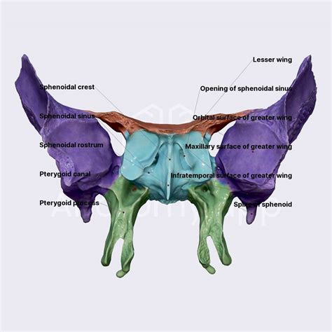 Sphenoid Bone Location Structure Function TeachMeAnatomy, 47% OFF