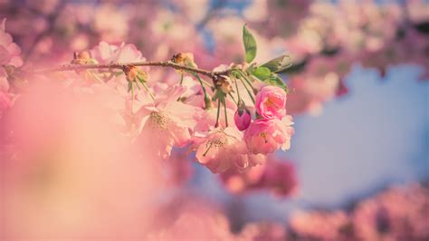 2560x1440 Pink Flowers 5k 1440P Resolution ,HD 4k Wallpapers,Images ...