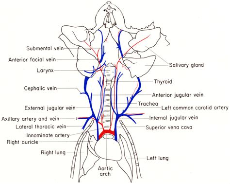 The Anatomy of the Laboratory Mouse