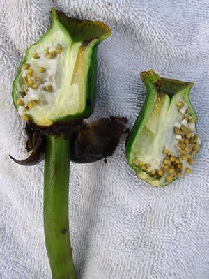 Alaska Wildflowers.us - Nuphar polysepala Engelm