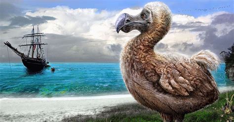 El dodo: evolución hacia la extinción - Una breve historia