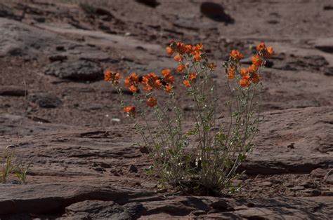 Desert Flowers Free Stock Photo - Public Domain Pictures