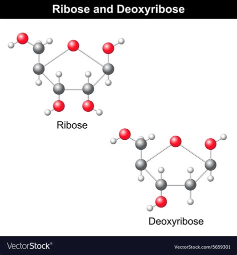 Ribose Vs Deoxyribose