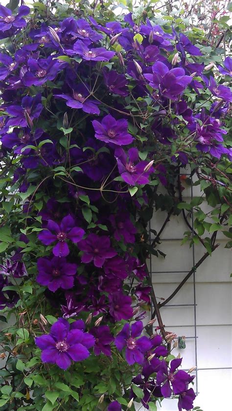 Clematis Viticella Venosa Violacea | Viticella Venosa Violacea Clematis | Jim Whiting Nursery