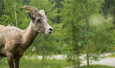 Banff Evening Wildlife Tour | Discover Banff Tours