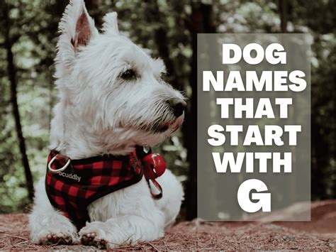 150+ Greatest G Dog Names Of All Time - A Gal + A Dog