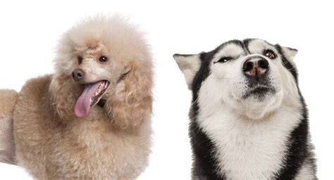 Husky Poodle Mix Breed Information - A Guide To The Huskydoodle Dog