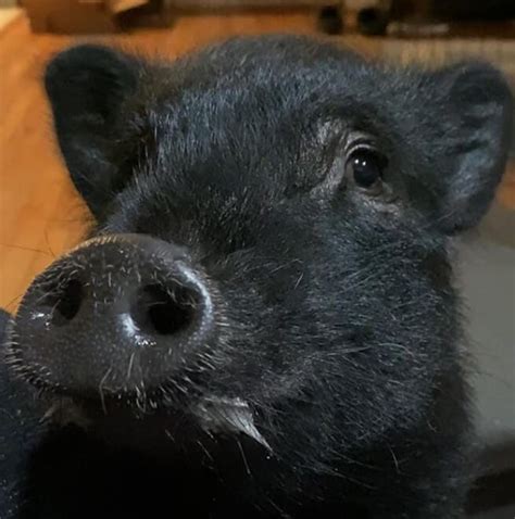 Pig Names: The 500 Most Popular Male and Female Pig Names