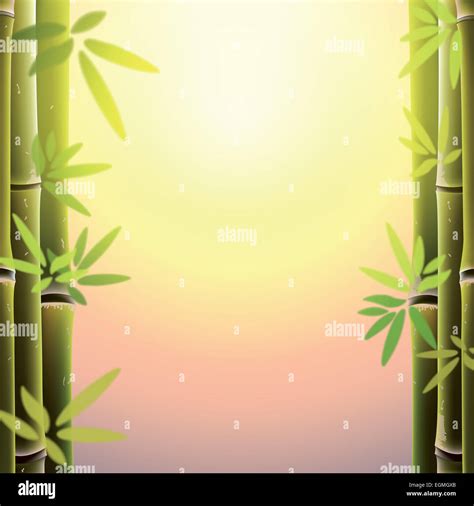 Bamboo trees and leaves at sunset time Stock Photo - Alamy