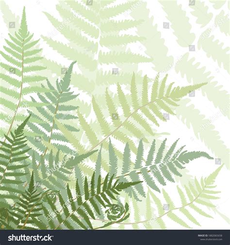 530,105 Fern Images, Stock Photos & Vectors | Shutterstock