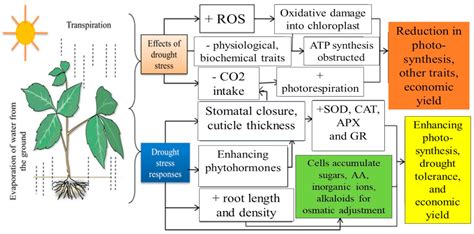 Effects Of Drought On Plants