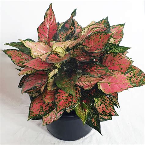 Aglaonema Red Valentine 270mm - The Jungle Collective