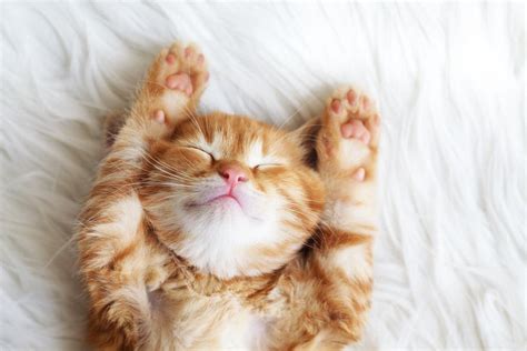 What does cat symbolize in a dream? | Al Bawaba