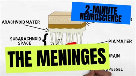 😎 Meninges. Meningitis. 2019-02-03