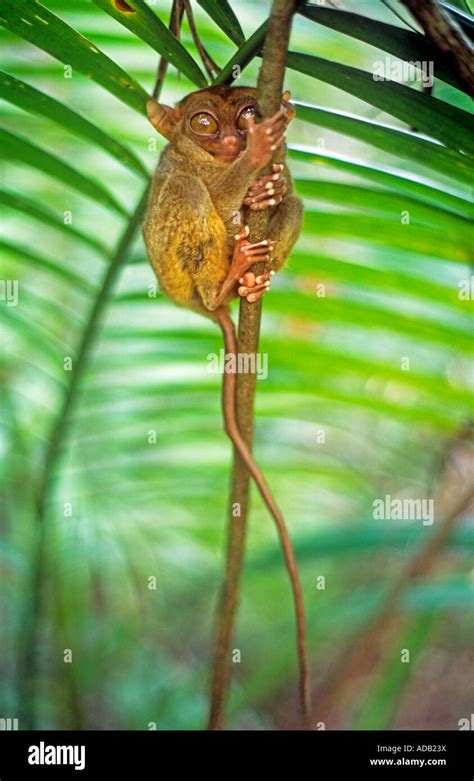 Tarsier at conservation centre, Bohol Stock Photo - Alamy