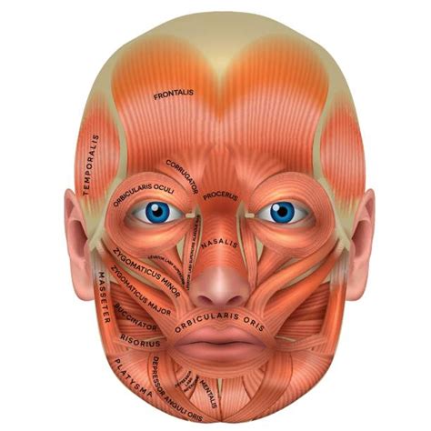 Best Temporalis Muscle Illustrations, Royalty-Free Vector Graphics ...