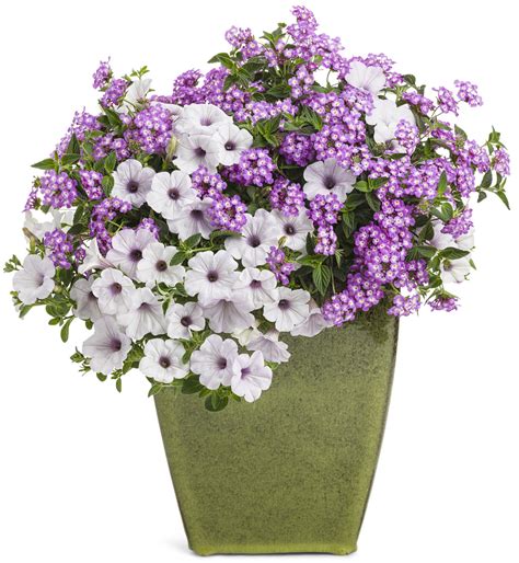 Supertunia® Silver - Petunia hybrid | Proven Winners