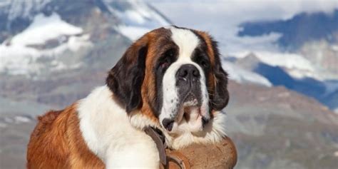 Saint Bernard: Description, Characteristics, Temperament | Pet Reader