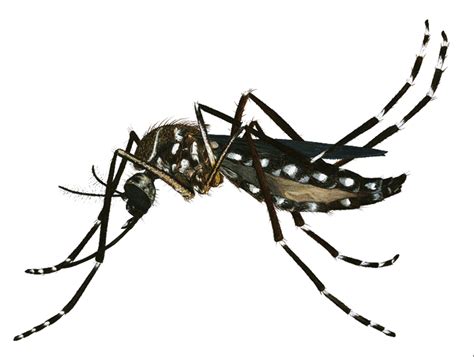 Download High Quality mosquito clipart aedes Transparent PNG Images - Art Prim clip arts 2019