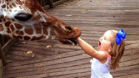 Try Not To Laugh : Baby Reactions to Giraffe – Funny Animal Videos – HousePetsCare.com