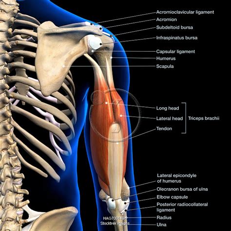 Anatomy Of The Triceps Muscle Anatomical Charts Posters | sexiezpix Web Porn