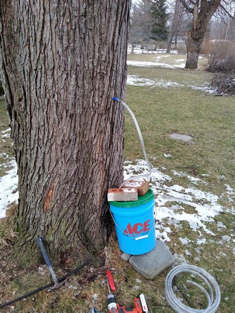 Maple syrup tap | Maple syrup taps, Garden hose, Maple syrup