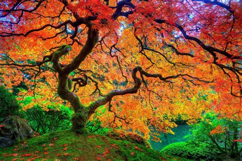 Mindblowing Planet Earth: Maple (Acer), Nature’s Favorite Tree to Grow