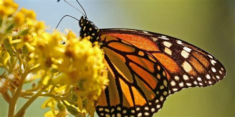 Monarch Butterfly Migration: Mexico’s Top Natural Wonder