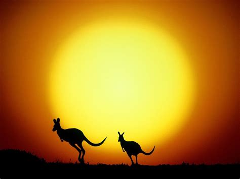 Two Kangaroo Silhouette at Sunset wallpaper | Pet birds, Animal wallpaper, Sunset wallpaper