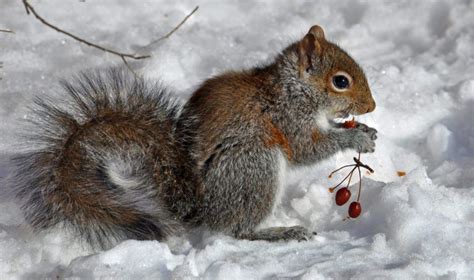 How Do Squirrels Hibernate in The Winter? - Anifa Blog | Do squirrels hibernate, Squirrel, North ...