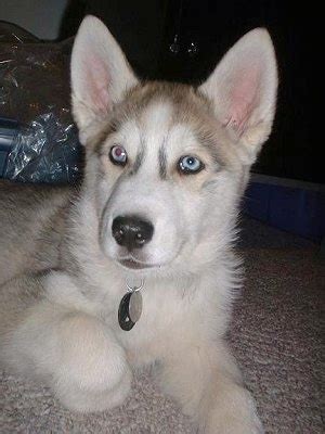 Siberian Husky Mixed With Timber Wolf