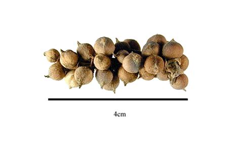 Family guide for fruits and seeds - Garryaceae Lindl., nom. cons.