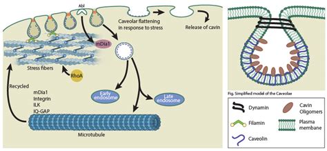 What is caveolar endocytosis? - Mechanobiology Institute, National University of Singapore