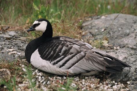 Barnacle Goose: You “jump”, I jump | Blogging about animal behaviour (2010)