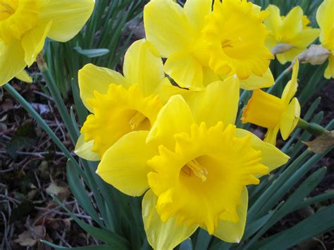 Yellow Daffodils Free Stock Photo - Public Domain Pictures