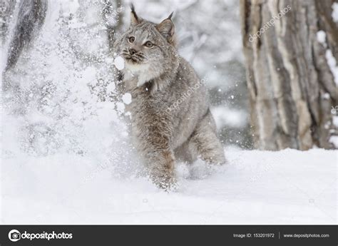 Bobcat In The Snow Stock Photo by ©actionsports 153201972