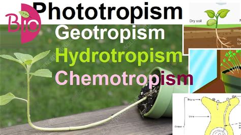 What are Phototropism, Geotropism, Hydrotropism and Chemotropism by Simply The Best BIO - YouTube