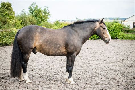 Dappled Sooty Buckskin | Pretty horses, Horse equestrian, Horses