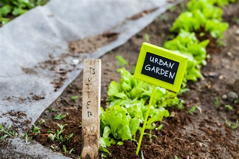 The Rise of Urban Farming. Urban farming is big news. You may not… | by ...