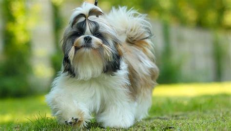 Shih Tzu Dog Breed: Everything You Need To Know