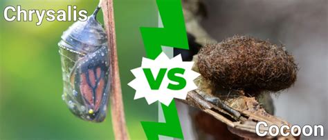 Chrysalis vs. Cocoon: What’s the Difference? - A-Z Animals