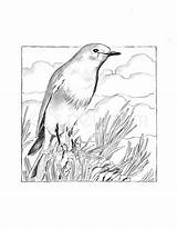 Mountain Bluebird Coloring Page sketch template