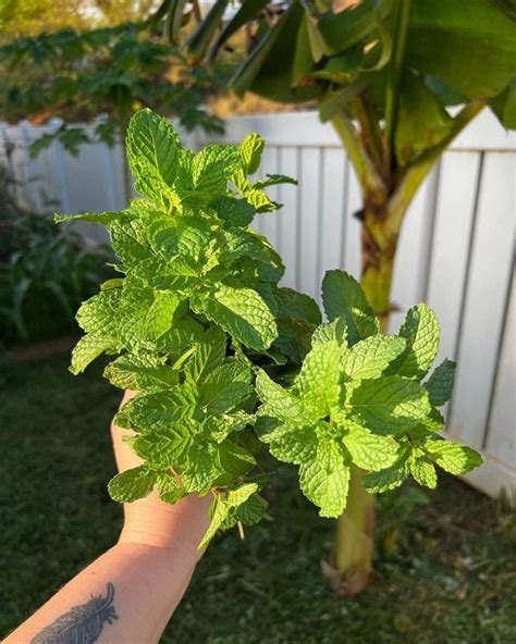 11 Fragrant Mint Varieties for Herb Garden | Balcony Garden Web